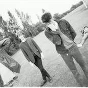 Chameleons - List pictures