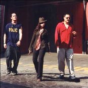 Lovage - List pictures