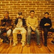 Owls - List pictures