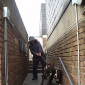 English Frank - List pictures