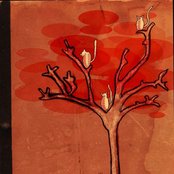 Cats On Trees - List pictures