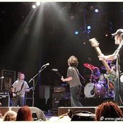 Green Lizard - List pictures