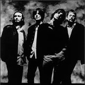 Seahorses - List pictures