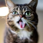 Lil Bub - List pictures