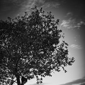 Lindsey Stirling - List pictures