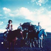 Custard - List pictures