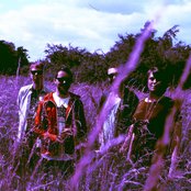 The Leaf Library - List pictures