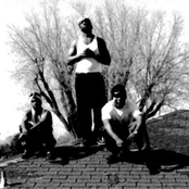 The Dove Shack - List pictures