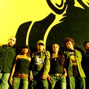 Blue King Brown - List pictures