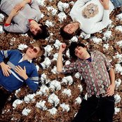 Grizzly Bear - List pictures