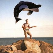 Ducktails - List pictures