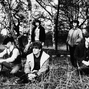 The Woodentops - List pictures