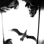 Able Tasmans - List pictures