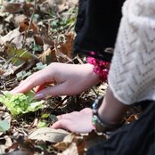 Lily - List pictures