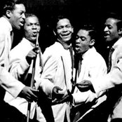 The Flamingos - List pictures