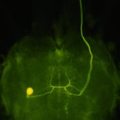 Lucifer - List pictures