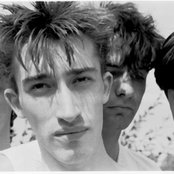 Chameleons - List pictures