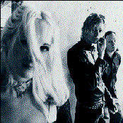 Verbena - List pictures