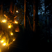 Wolves In The Throne Room - List pictures