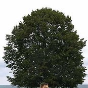 Chris Connelly - List pictures