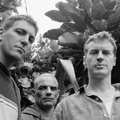 Mutton Birds - List pictures