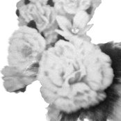 Wildhoney - List pictures