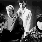 Chameleons - List pictures