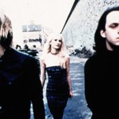 Verbena - List pictures