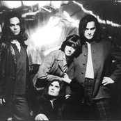 Jellyfish - List pictures