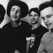 The Cows - List pictures