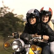 Little Auk - List pictures