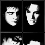 Rain Tree Crow - List pictures