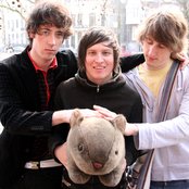 Wombats - List pictures