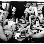 The Cows - List pictures