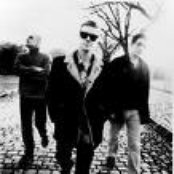 Mutton Birds - List pictures