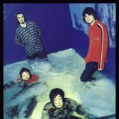 Seahorses - List pictures