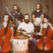 Brown Bird - List pictures