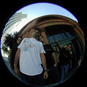 Dogwood - List pictures