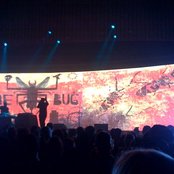 The Bug - List pictures