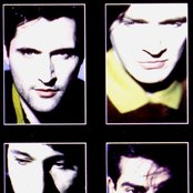 Rain Tree Crow - List pictures