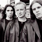 Old Dead Tree - List pictures