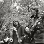 Cormorant - List pictures