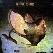 Rare Bird - List pictures