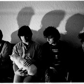 Chameleons - List pictures