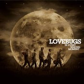 Lovebugs - List pictures
