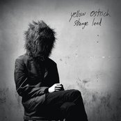 Yellow Ostrich - List pictures