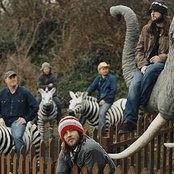 The Bees - List pictures