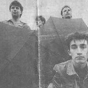 Chameleons - List pictures