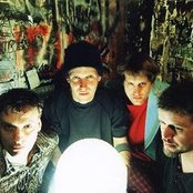 The Cows - List pictures