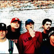 Dogwood - List pictures